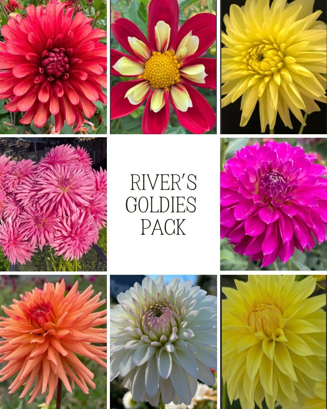 その他 Fleur.. River's Goldies collection — RiversDahlias.com